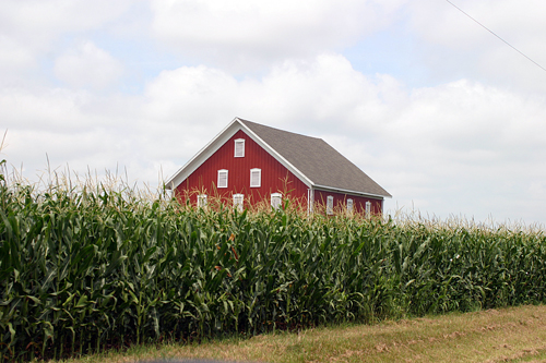 Ohio Corn