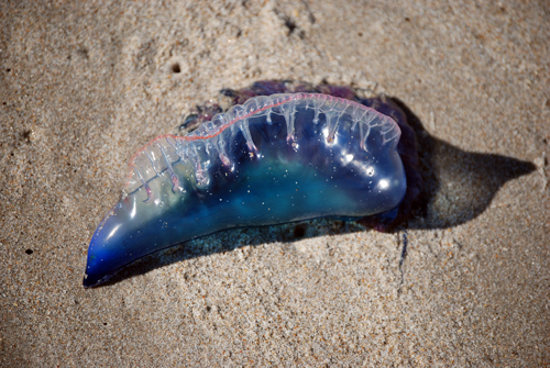 Portuguese Man Of War Florida 2012