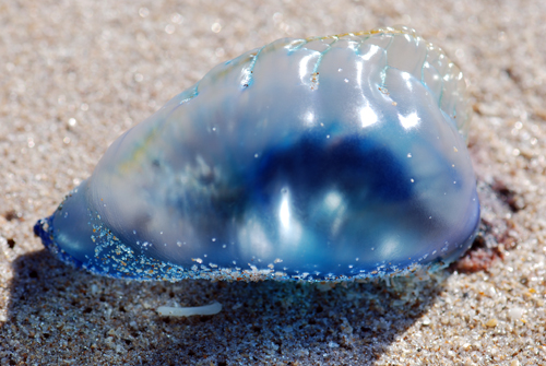 Portuguese Man Of War Florida 2012