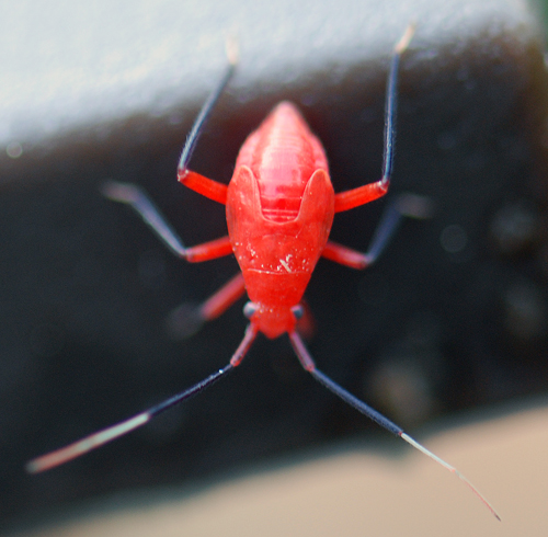 Little Red Insect