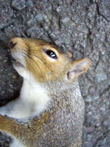 Chilean Squirrel