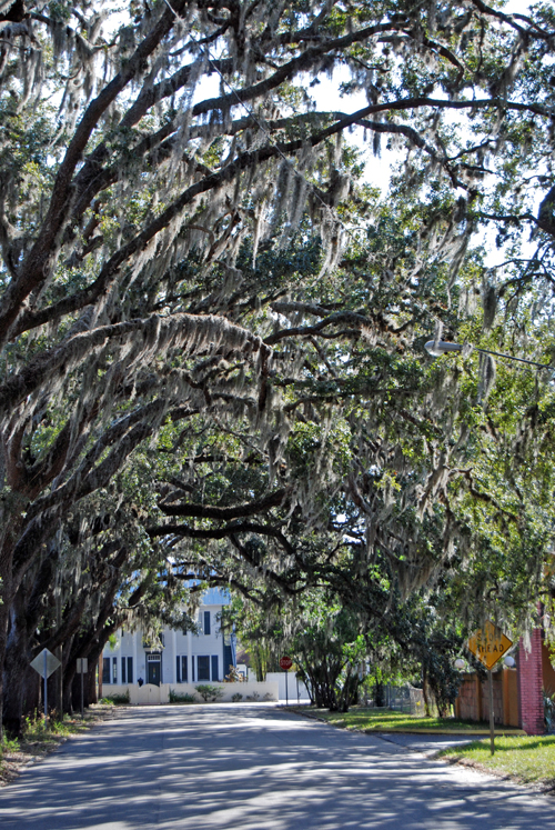 Henry ford and spanish moss #4